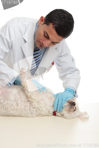 Image of Vet examining dog