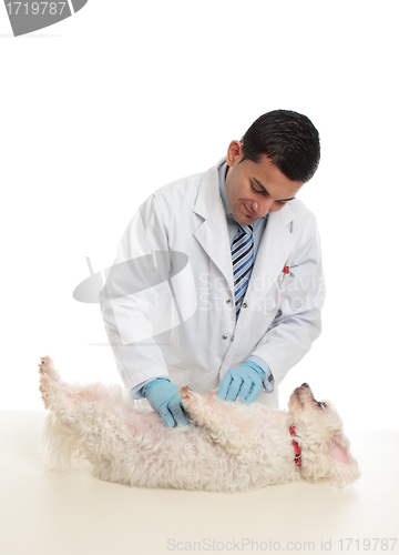 Image of A dog being examined by vet