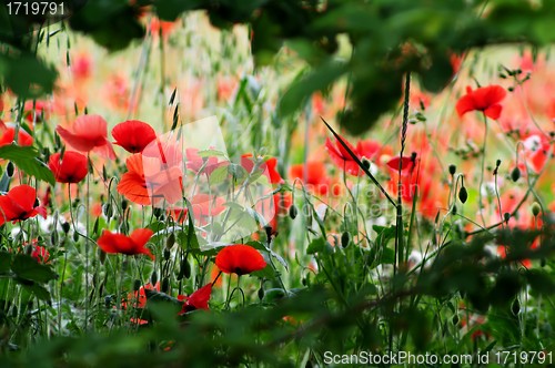 Image of Poppy