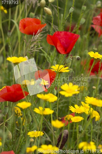 Image of wildflowers