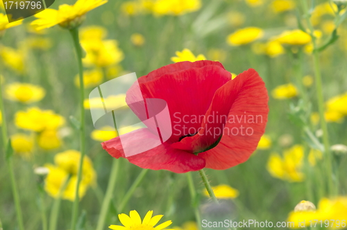 Image of Red poppy