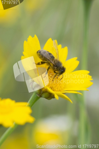 Image of Honey bee