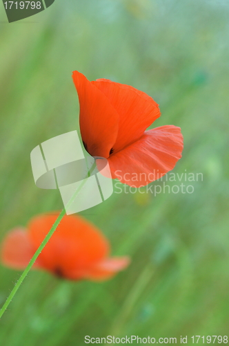 Image of Red poppy