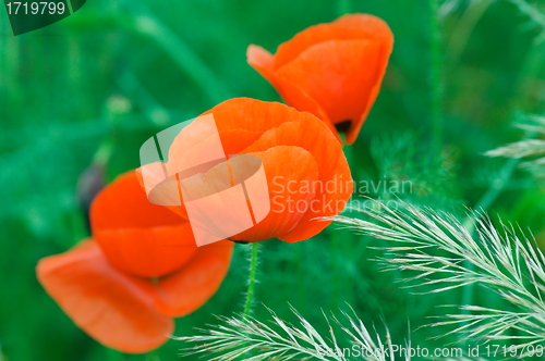 Image of Red poppies