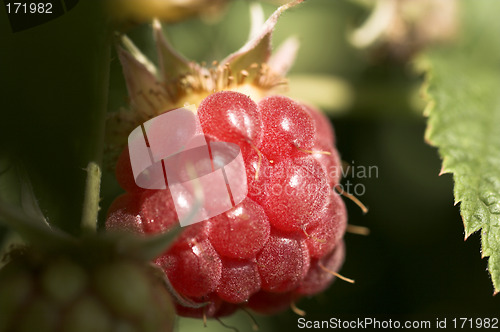 Image of raspberries