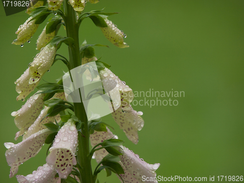 Image of Foxglove