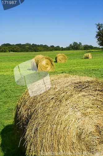 Image of field with hay rolls