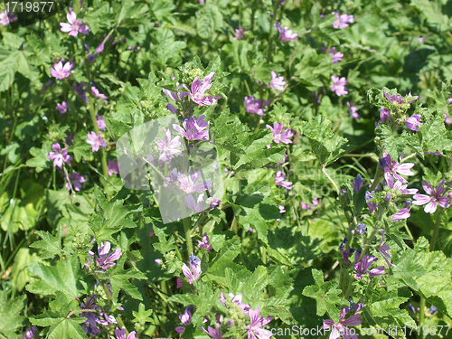 Image of Malva flower