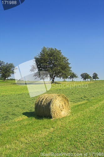 Image of Field with hay rolls