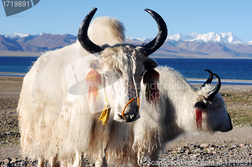 Image of Tibetan white yaks