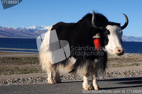 Image of Tibetan yak