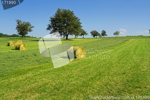 Image of Field with hay rolls