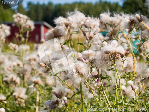 Image of Thistle Flowers