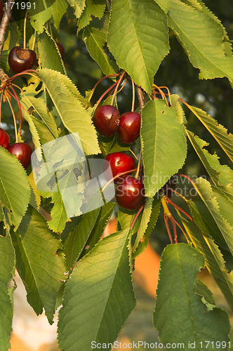 Image of Cherries