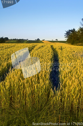 Image of Wheat field