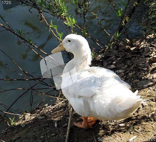 Image of Peaceful duck. Nicosia. Cyprus