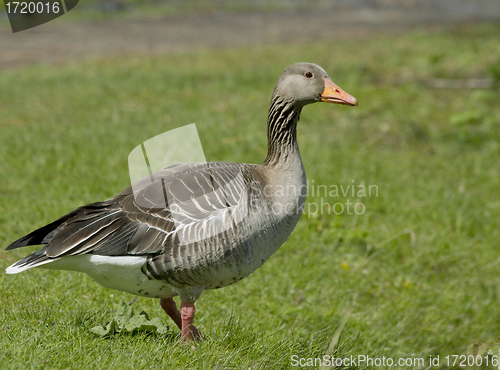 Image of Greylag Goose.