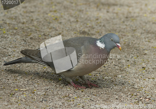 Image of Wood Pigeon 