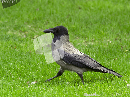 Image of Hooded Crow