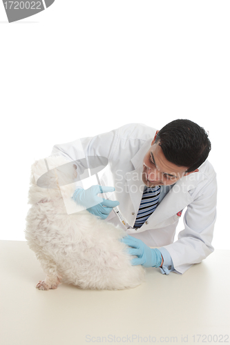 Image of Dog receiving medicine or vaccination