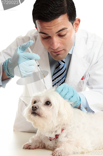 Image of Vet injection to dog's scruff of neck