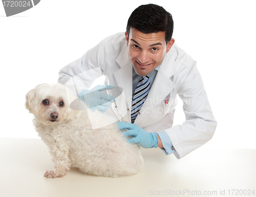 Image of Vet giving pet dog immunisation or other treatment
