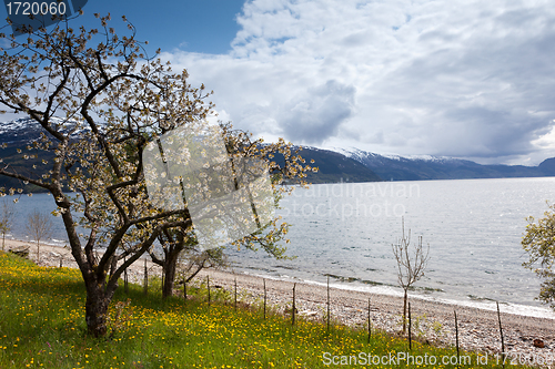 Image of Fruit trees that bloom