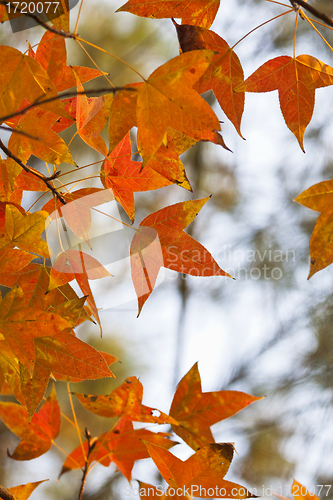 Image of Red leaves in forest