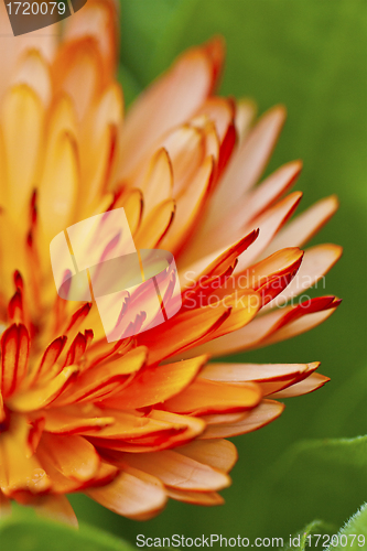 Image of Orange petal flower in spring 