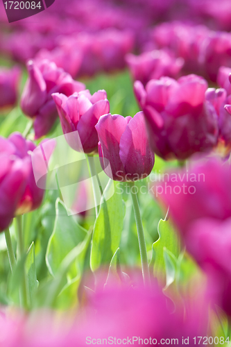 Image of Pink tulip in spring time