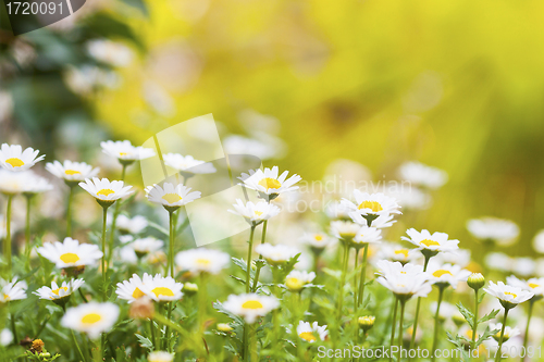 Image of Field of daisies and sun