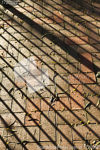 Image of Fallen leaves on shade floor