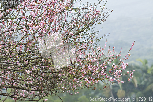 Image of Cherry blossom in spring
