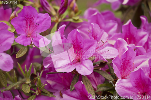 Image of Group of azalea flowers blooming in the garden 