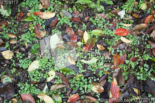 Image of Fallen autumn leaves background