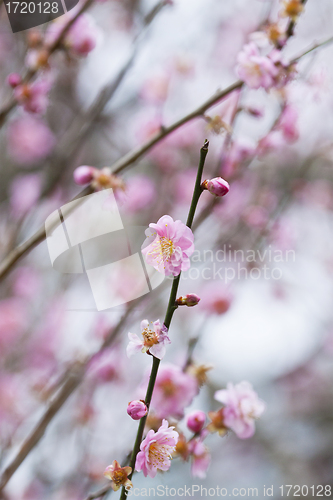 Image of Cherry blossom in spring 