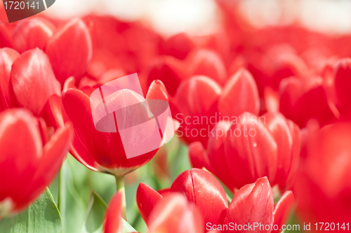 Image of Tulip flowers in spring 