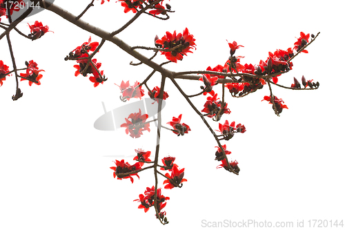 Image of Cotton flowers isolated on white background