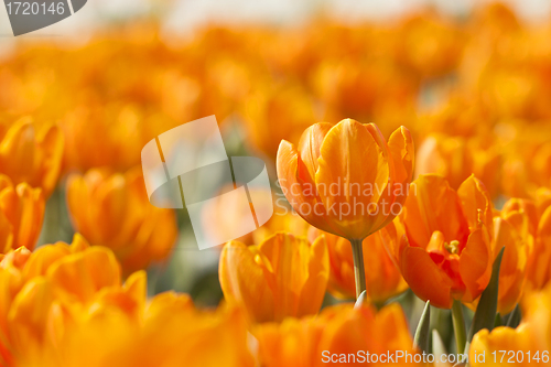 Image of Orange tulip in spring