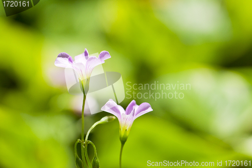 Image of Pink flowers in green background