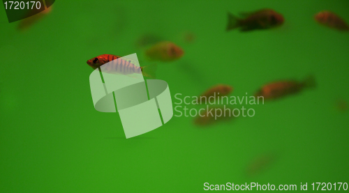 Image of Fish spa