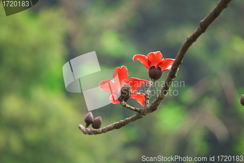 Image of Cotton flowers in spring time