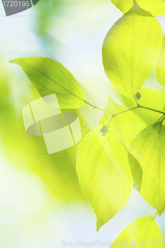 Image of Green leaves under sun background