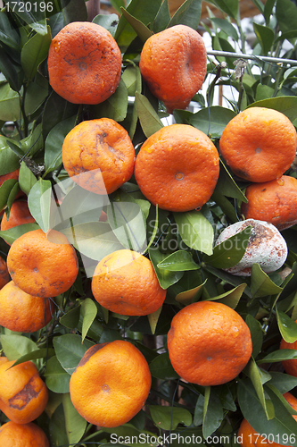 Image of Mandarine trees