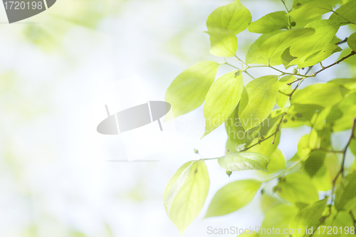 Image of Green leaves under sunlight