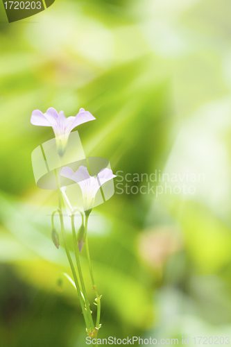 Image of Pink flowers under sunshine in spring