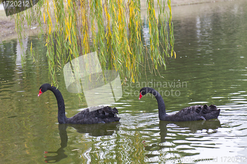 Image of Black goose on the pond swimming