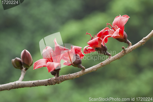 Image of Cotton flowers in spring time