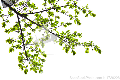 Image of Fresh spring leaves isolated on white background