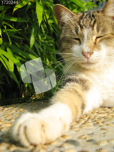 Image of Sleeping cat